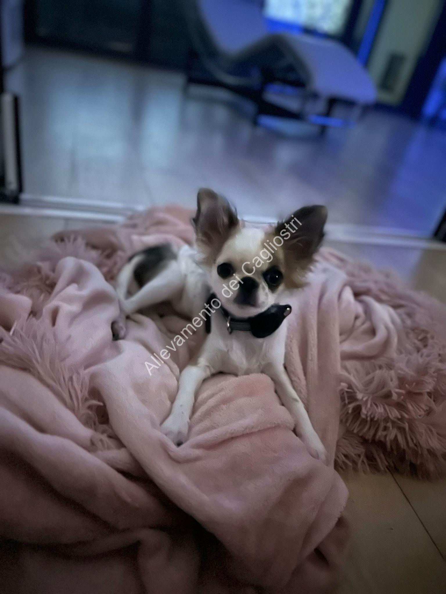 Pancho